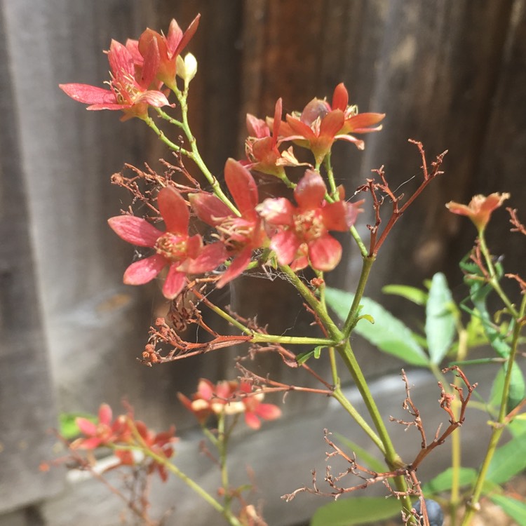 Plant image Ceratopetalum gummiferum