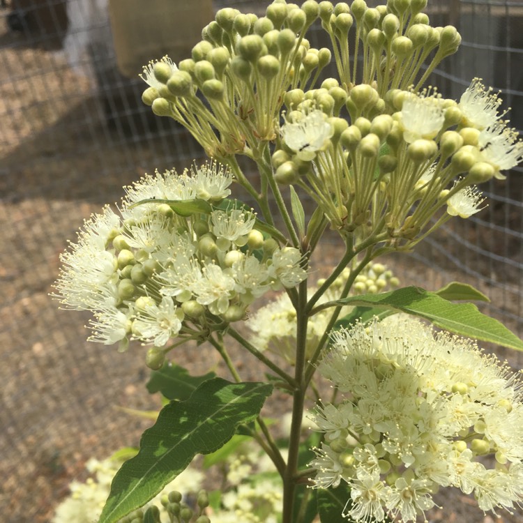 Plant image Backhousia citriodora