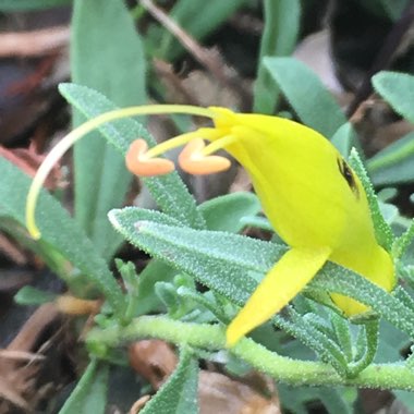 Eremophila glabra 'Belalla Gold'