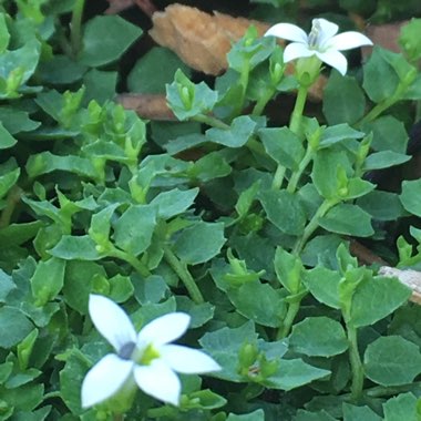 Lobelia pedunculata var. 'Alba' syn. Pratia Pedunculata 'Alba', Isotoma fluviatilis 'Alba'