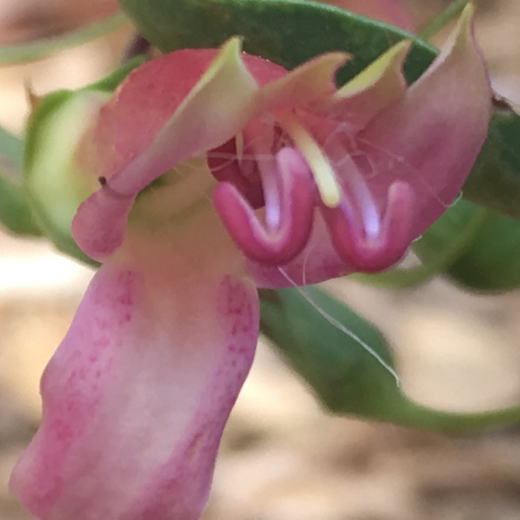 plant image 606473