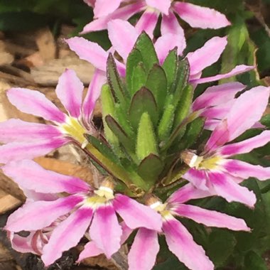 Scaevola aemula