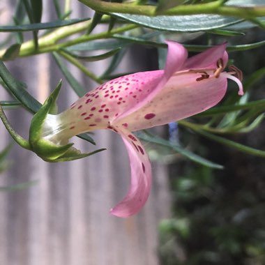 Eremophila