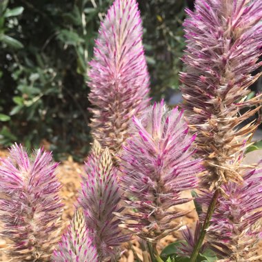 Ptilotus exaltatus 'Joey'