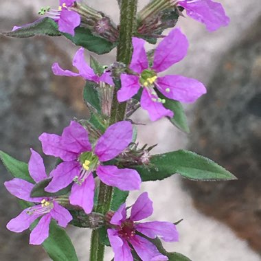 Comesperma ericinum