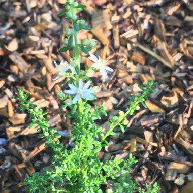 Olearia ramulosa