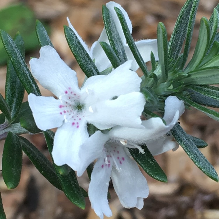 Plant image Westringia fruticosa