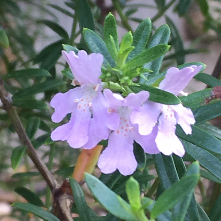 Plant image Westringia fruticosa