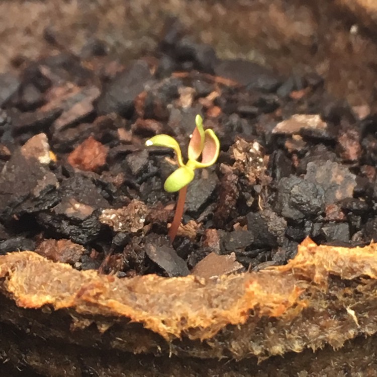 Plant image Eucalyptus macrocarpa