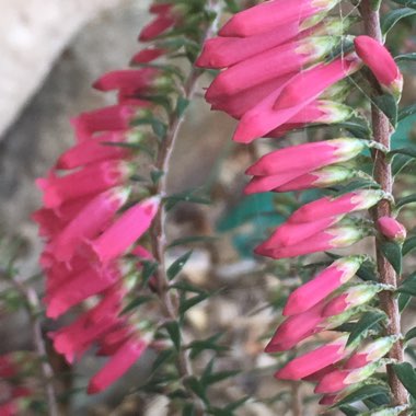 Epacris impressa Bega form