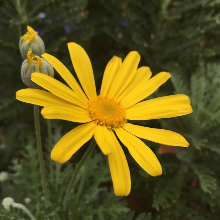 Plant image Euryops pectinatus 'Silver Star'