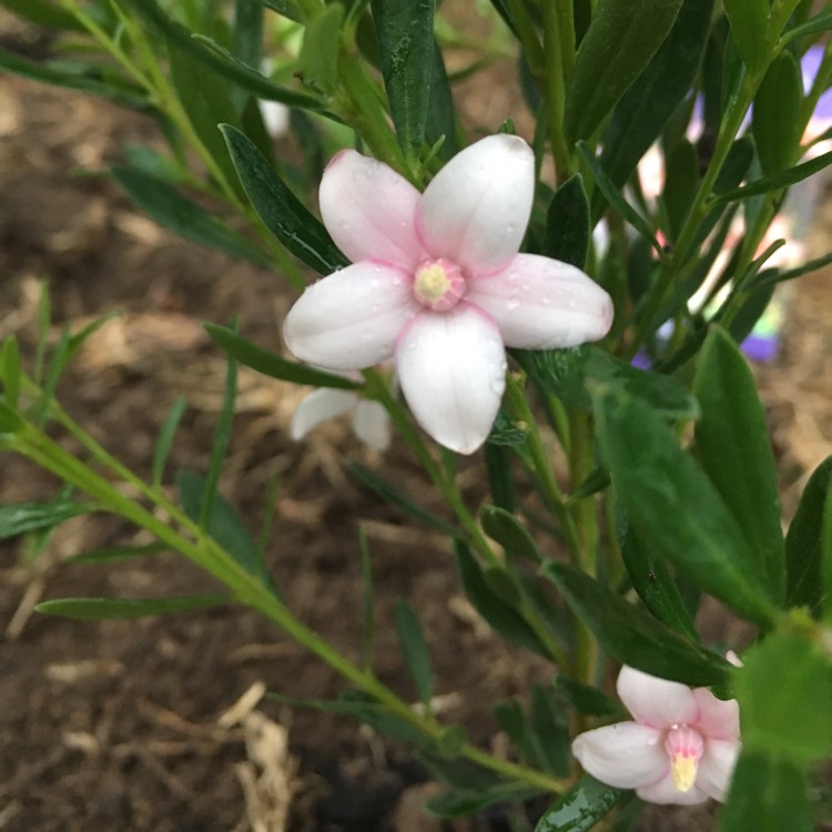 Plant image Philotheca myoporoides 'Winter Rouge'