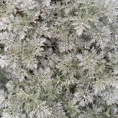 Artemisia 'Powis Castle'