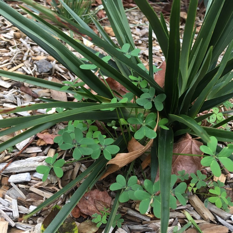 Plant image Dianella