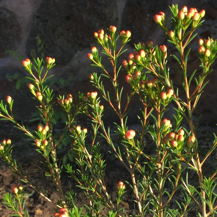 Plant image Chamelaucium uncinatum