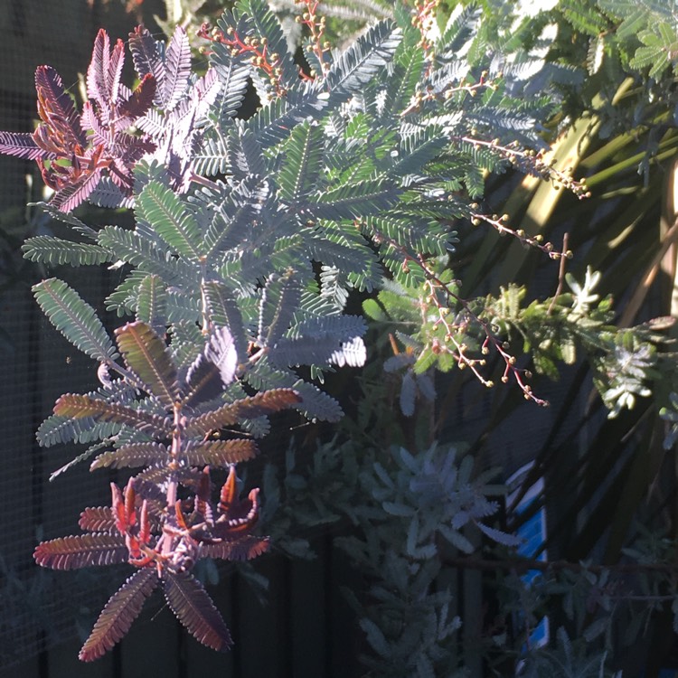 Plant image Acacia baileyana Purpurea