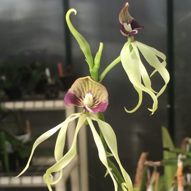 Prosthechea Cochleata