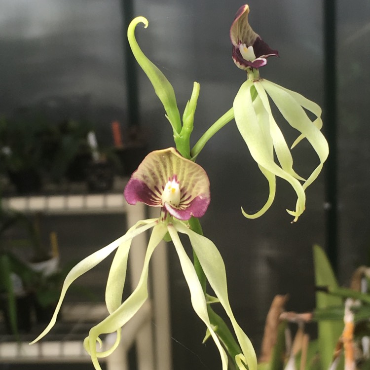 Plant image Prosthechea Cochleata