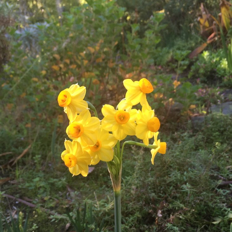 Plant image Narcissus