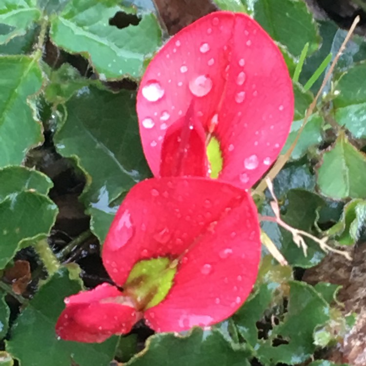 Plant image Kennedia prostrata 