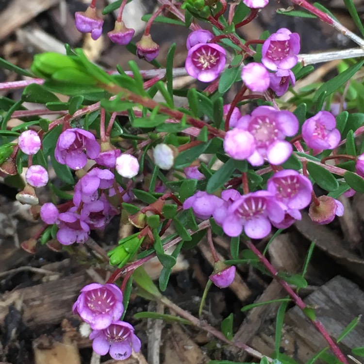 Plant image Thryptomene saxicola