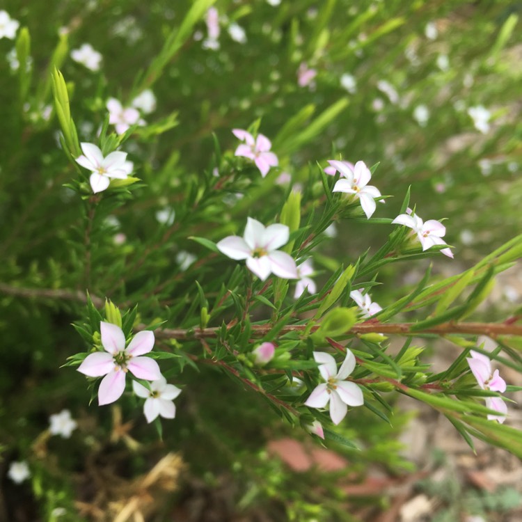 Plant image Coleonema pulchrum syn. Diosma