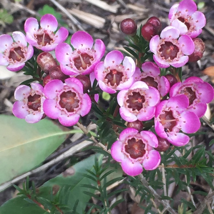 Plant image Chamelaucium uncinatum