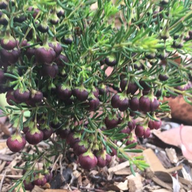 Boronia megastigma