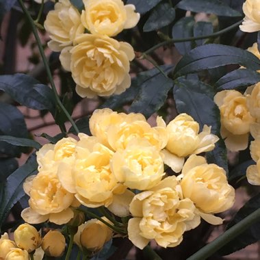 Lady Banks Rose 'Lutea'