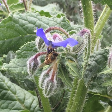 Common borage