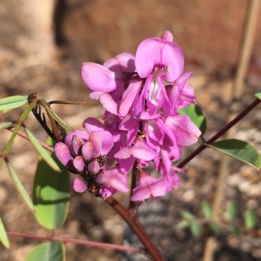 Australian Indigo