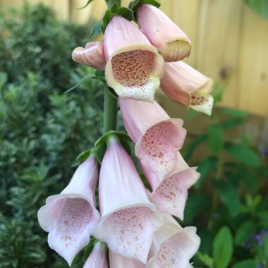 Common Foxglove