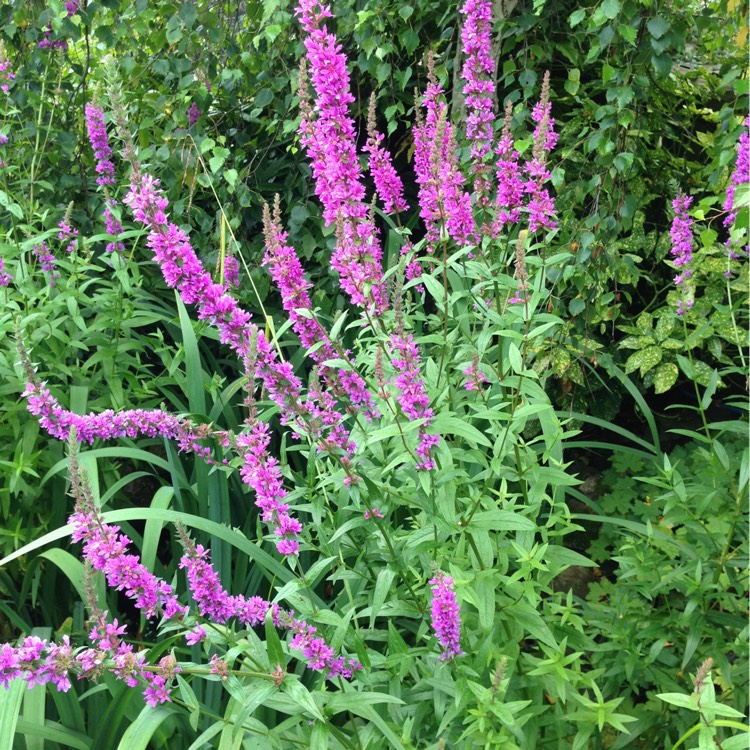 Plant image Lythrum salicaria 'Robert'