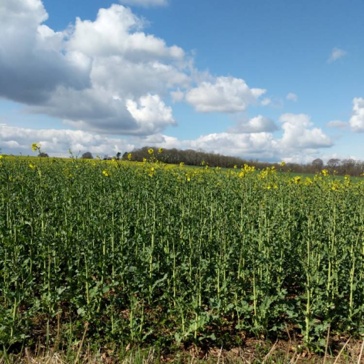 Plant image Brassica napus