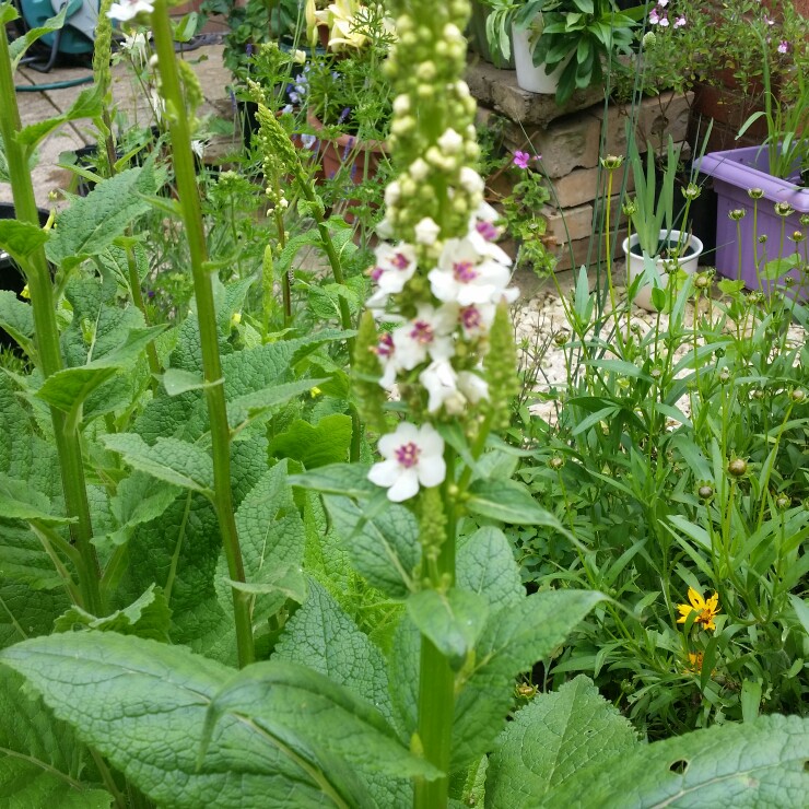 Plant image Verbascum x hybrida 'Southern Charm'