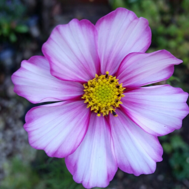 Plant image Cosmos Bipinnatus 'Candy Stripe'