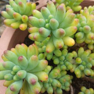 Sedum pachyphyllum