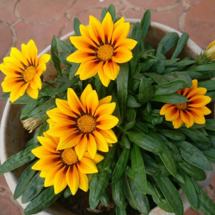 Plant image Osteospermum 'Orange Symphony'