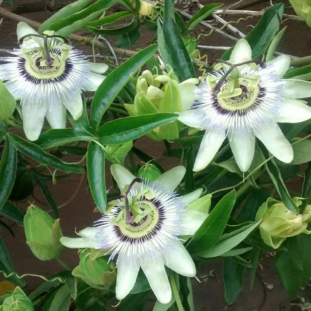 Passion Flower