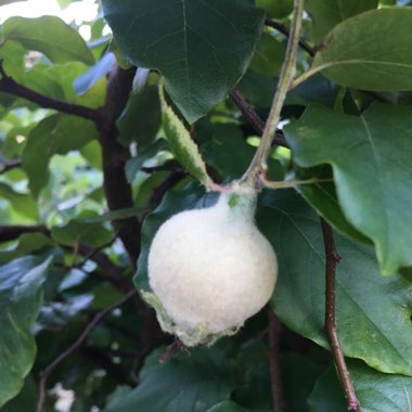 Japanese Quince 'Toyo-nishiki'