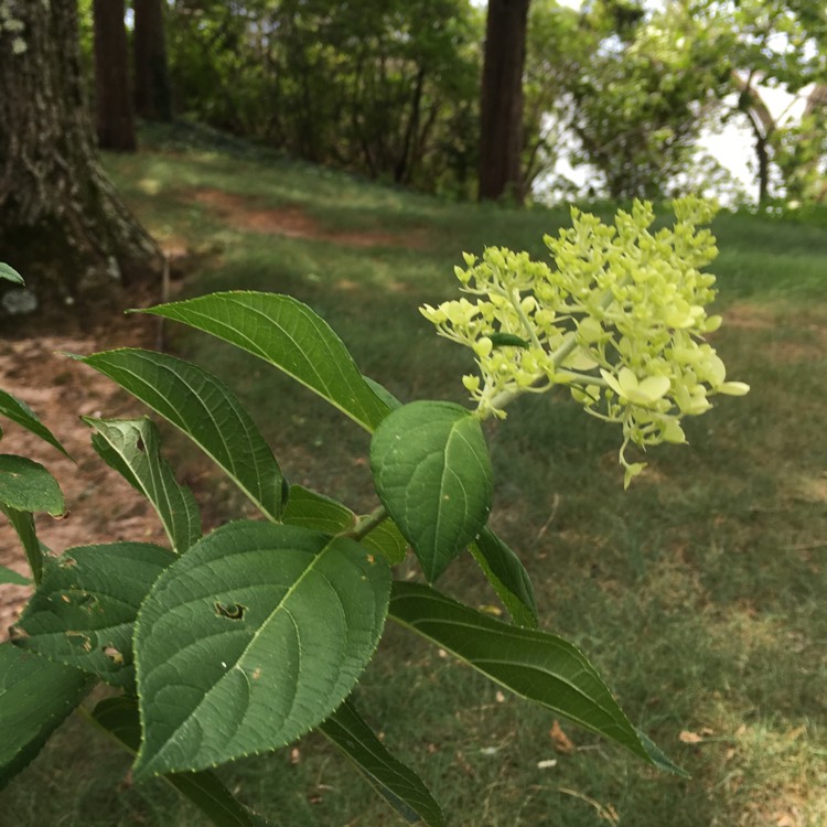 Plant image Hydrangea paniculata 'Everest'