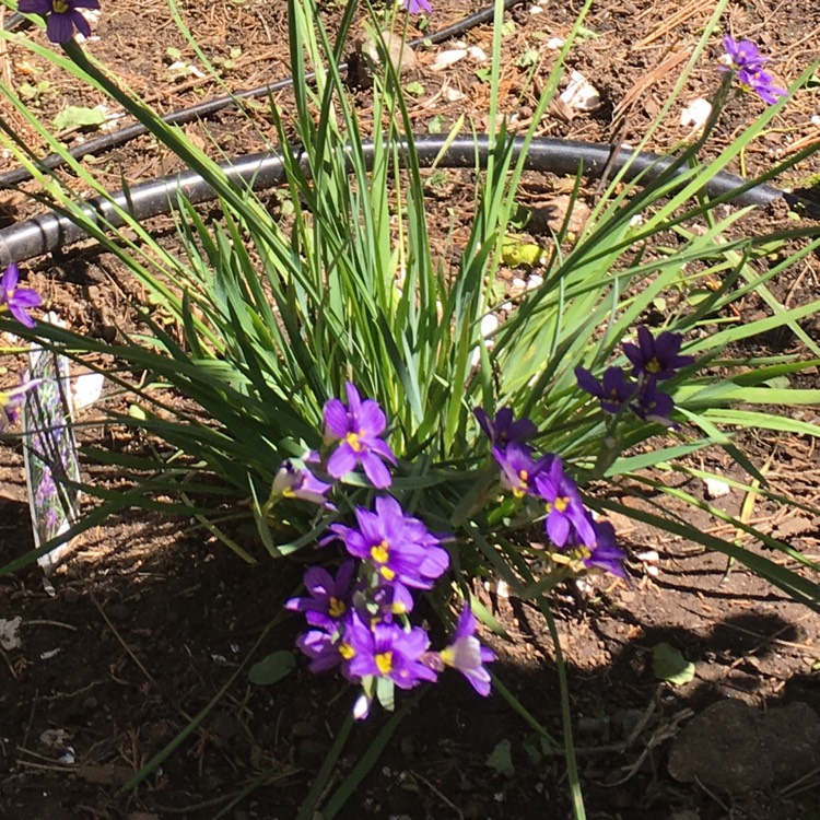 Plant image Sisyrinchium