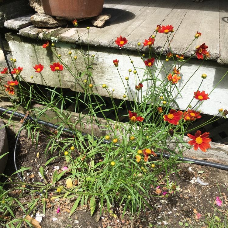 Plant image Coreopsis 'Big Bang™ Cosmic Eye'