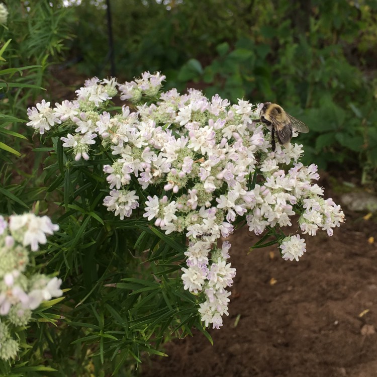 Plant image Pycnanthemum Virginianum