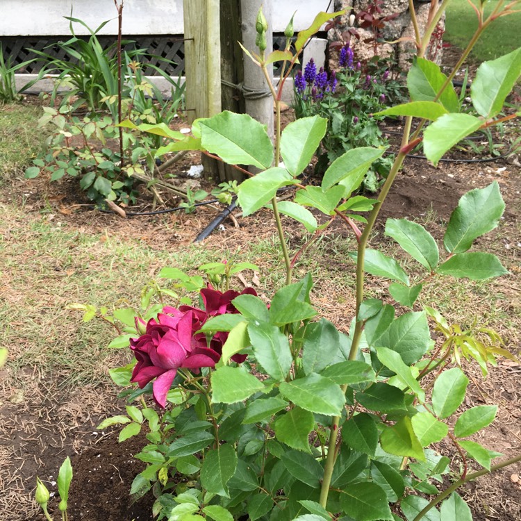 Plant image Rosa 'Prose' syn. Rosa 'Burgundy Iceberg', Rosa 'Burgundy Ice'