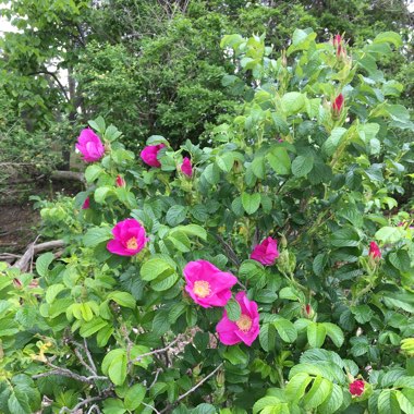 Rosa rugosa 'Pink'