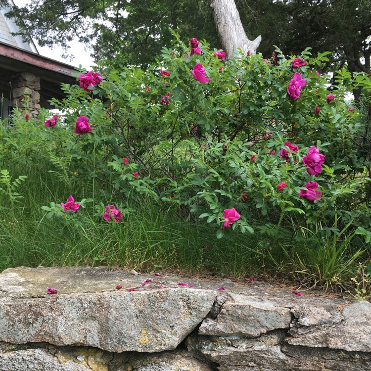 Plant image Rosa rugosa var. rubra syn. Rosa rugosa 'Rubra', Rosa rugosa 'Atropurpurea'