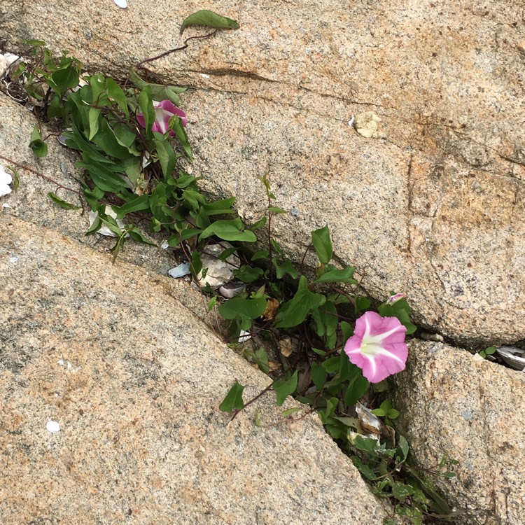 Plant image Calystegia sepium