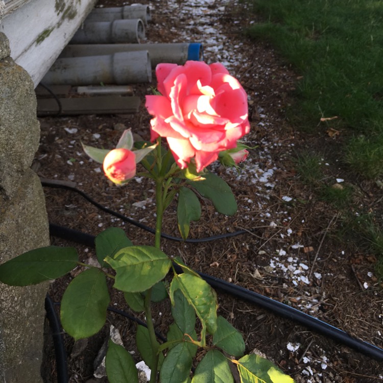 Plant image Rosa 'Jacclam' syn. Rosa 'America'