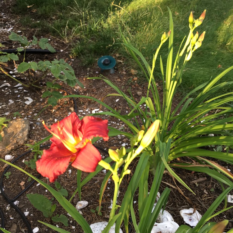 Plant image Hemerocallis 'Pardon Me'